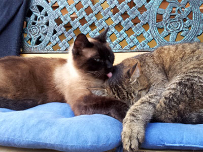 entspannte Kater auf entstörtem Grundstück