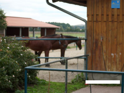 Der Pferdehof ist entstört; die Pferde sind entspannt